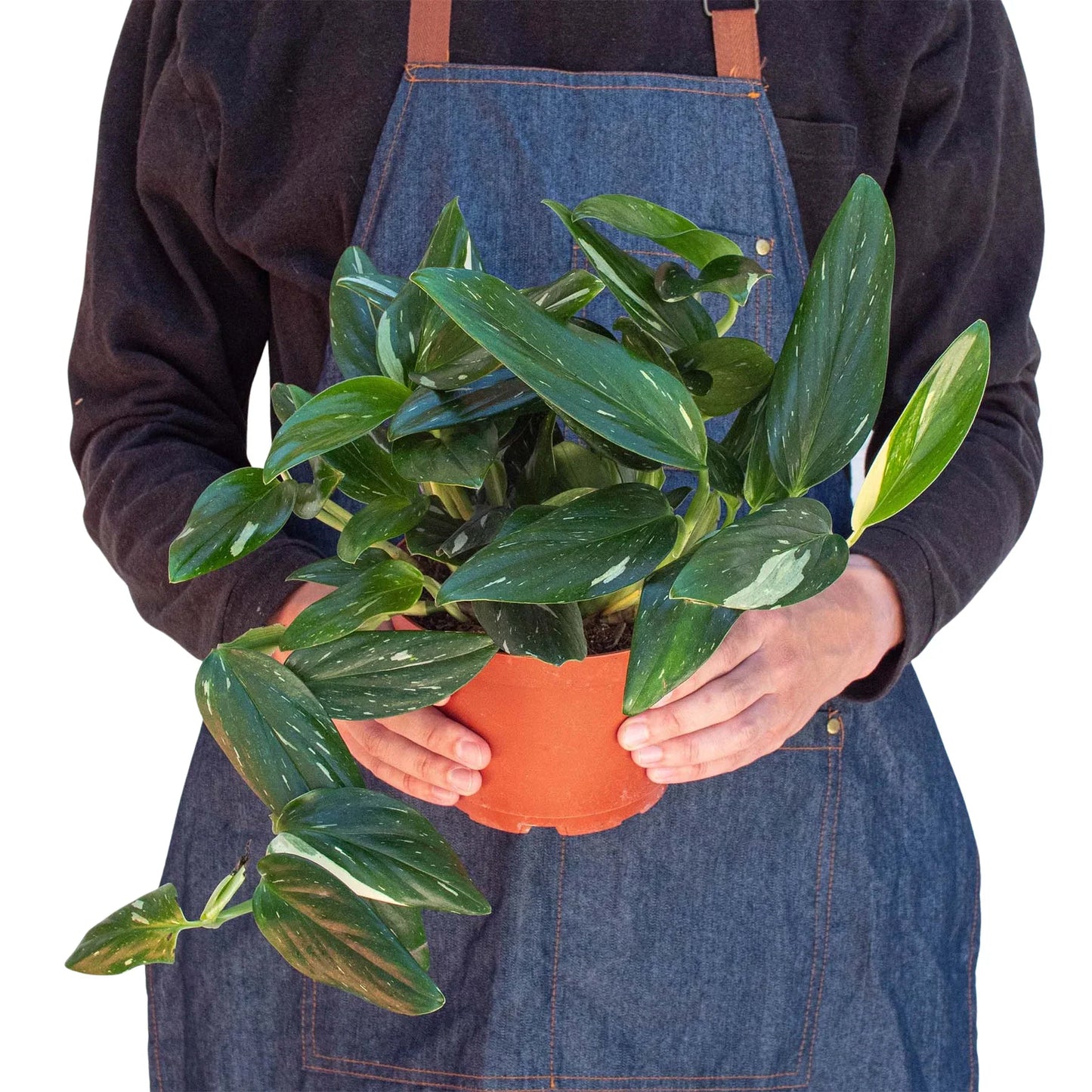 Monstera 'Standeleyana Albo Variegated' potted plant