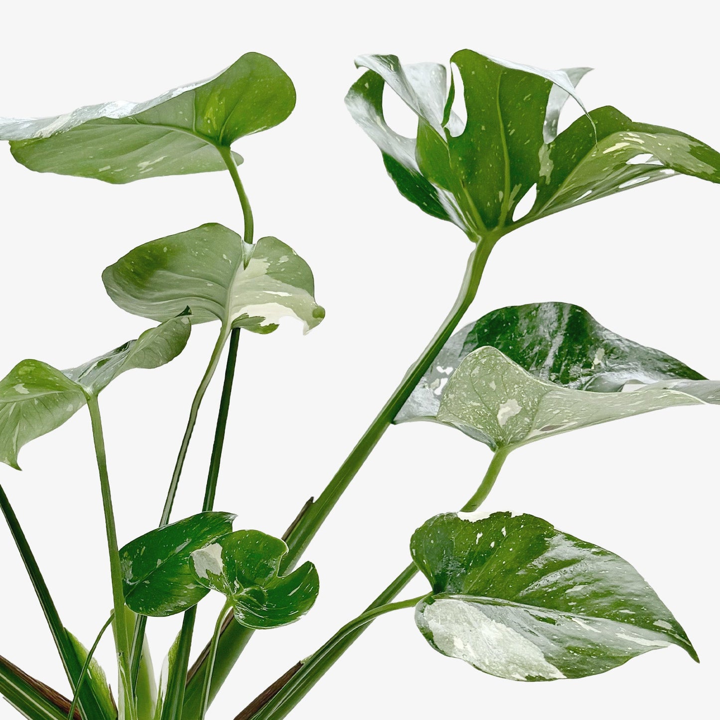 Monstera 'Thai Constellation' potted plant