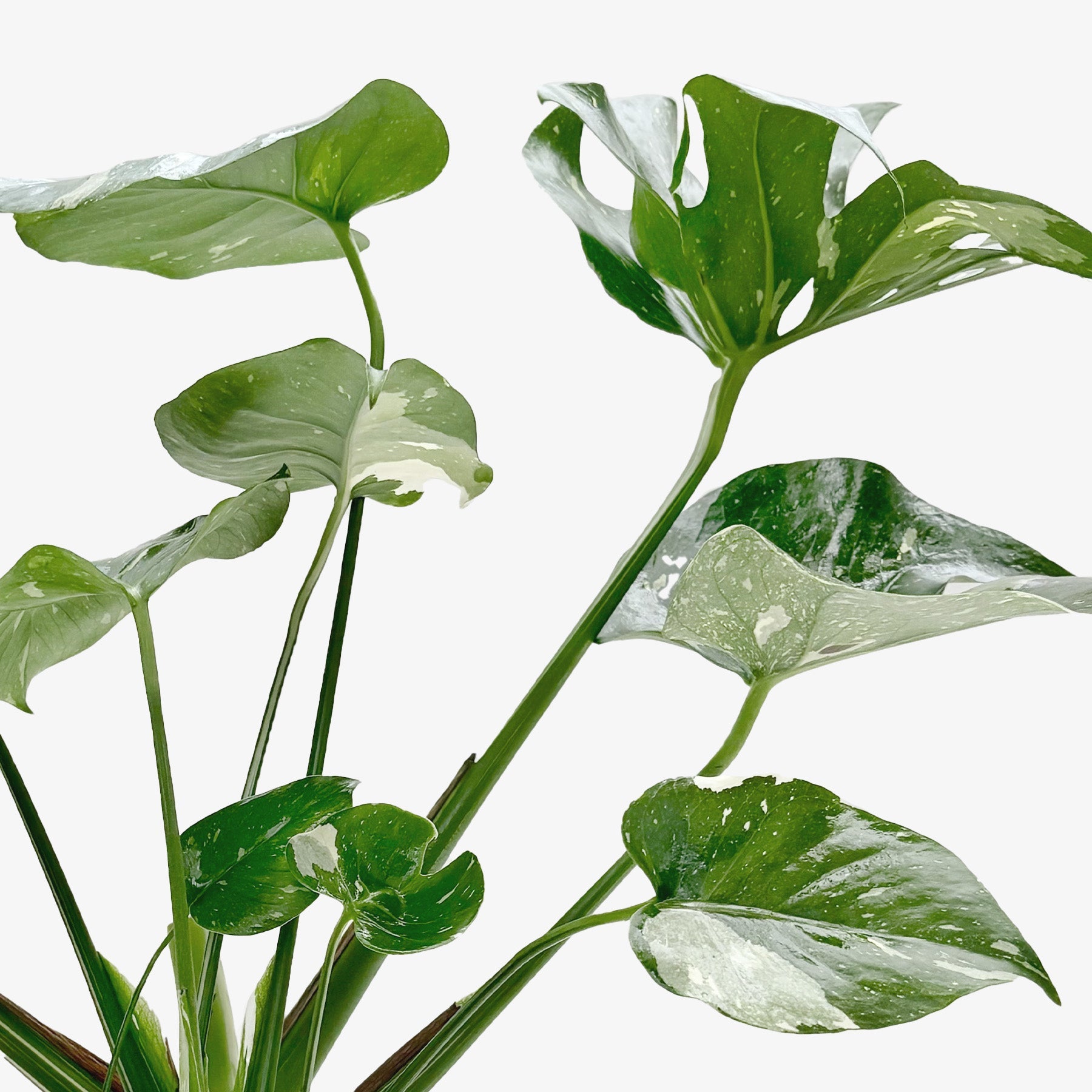 Monstera 'Thai Constellation' potted plant