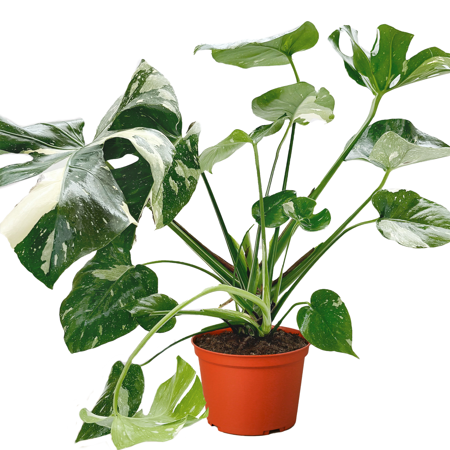 Monstera 'Thai Constellation' potted plant