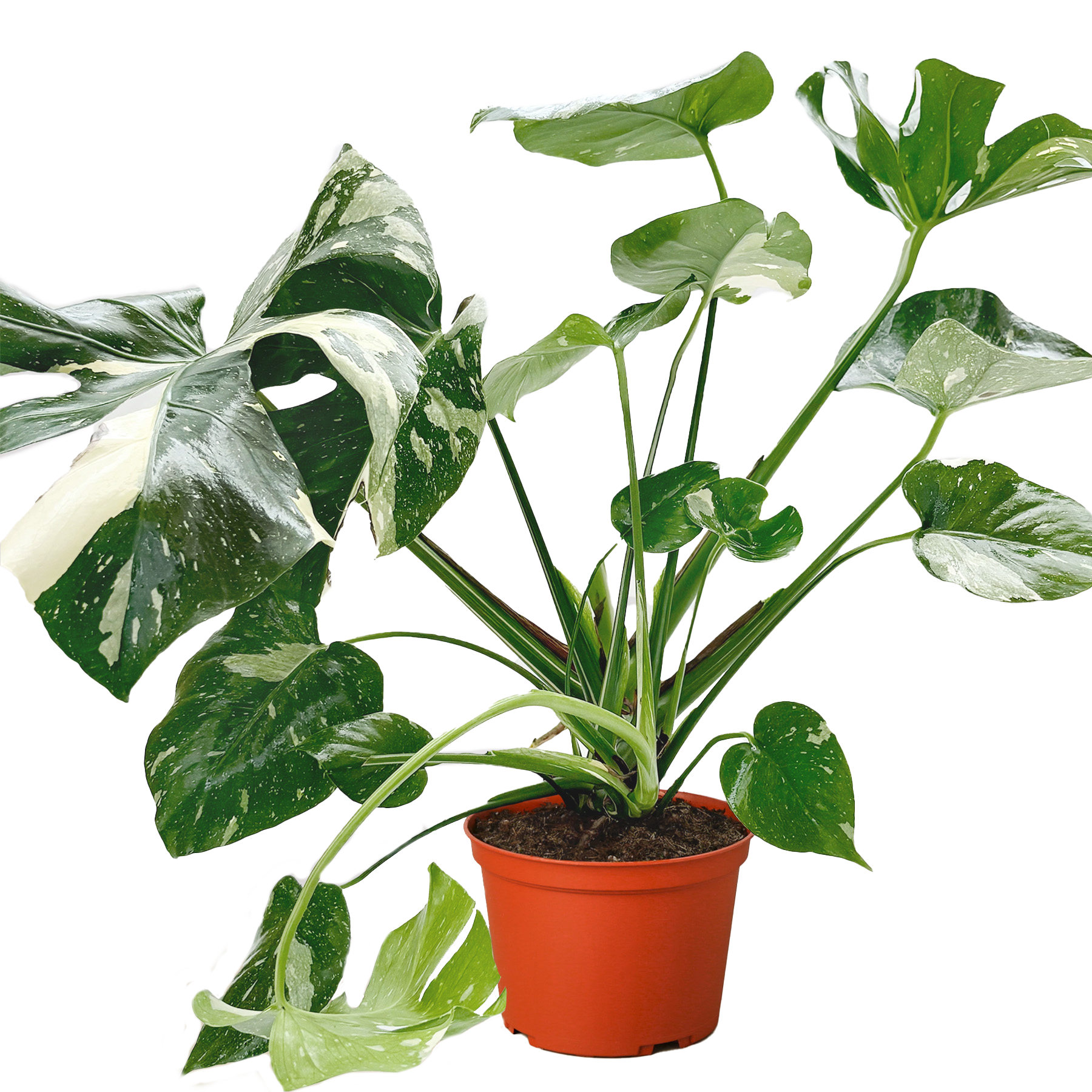 Monstera 'Thai Constellation' potted plant