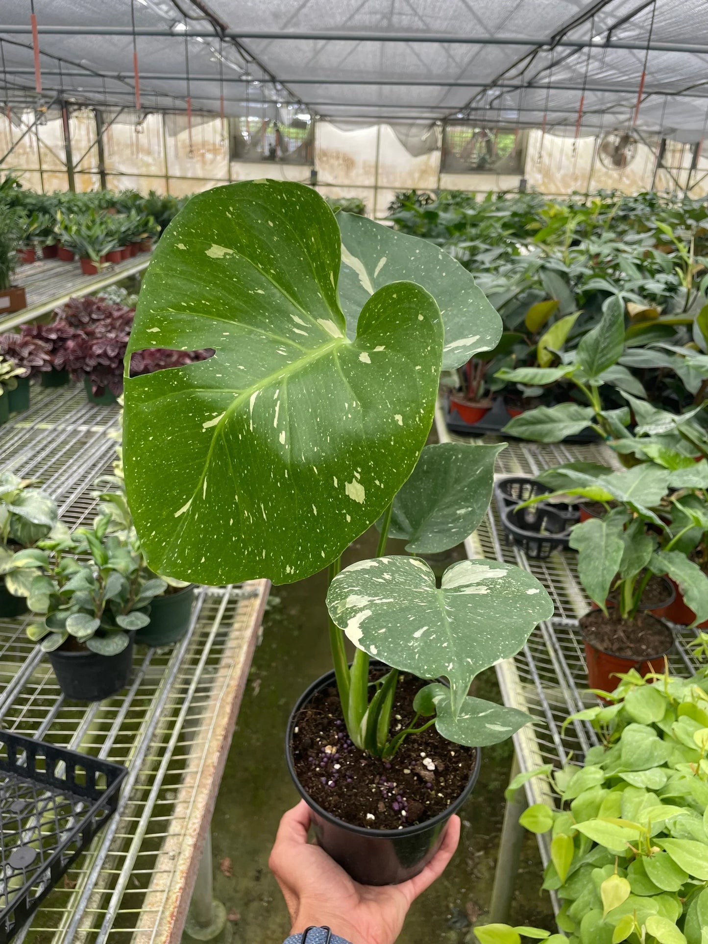 Monstera 'Thai Constellation' potted plant
