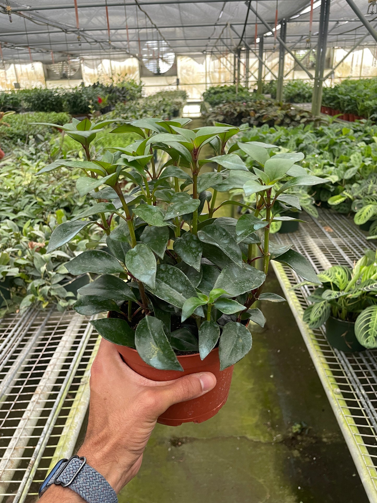 Nematanthus Black Goldfish Plant potted plant