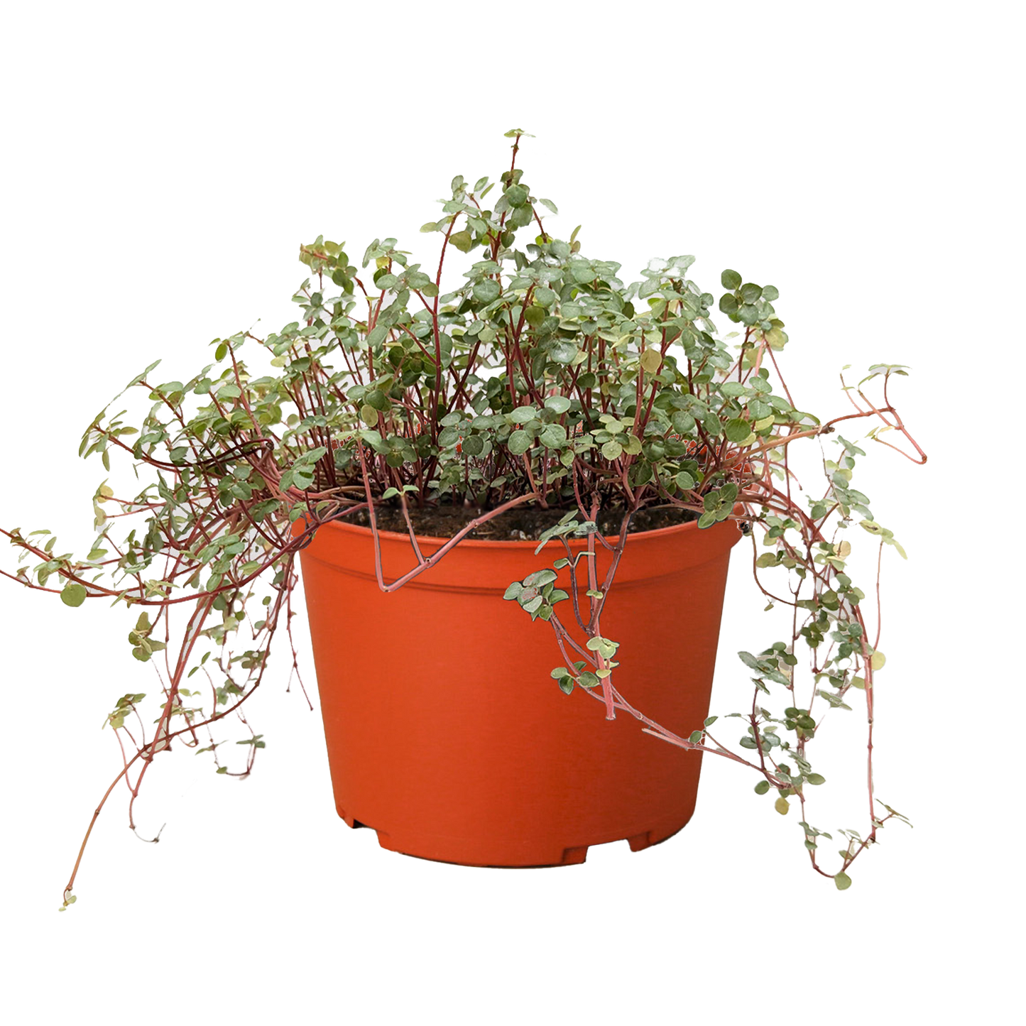 Nettle 'Silver Sparkle' potted plant