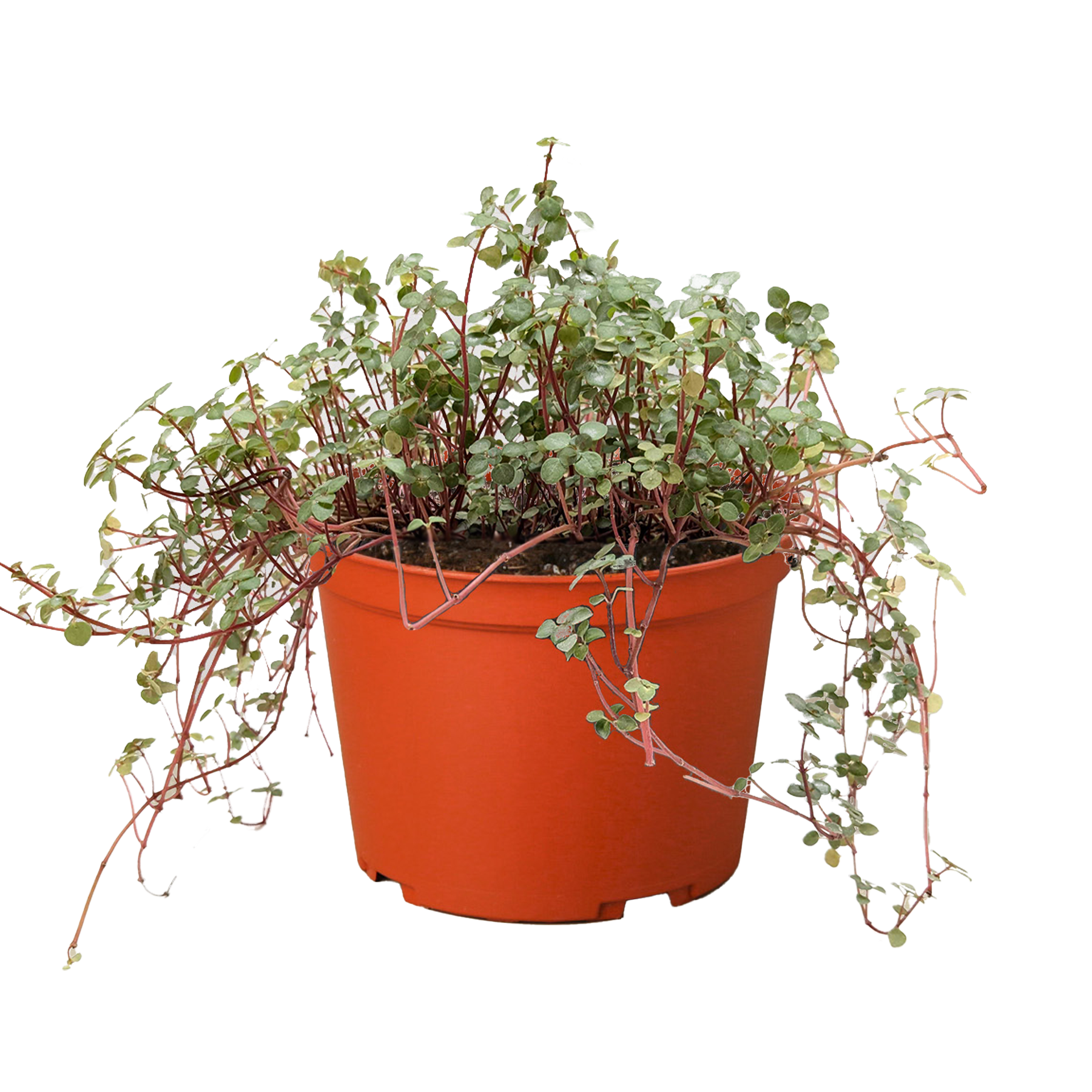 Nettle 'Silver Sparkle' potted plant