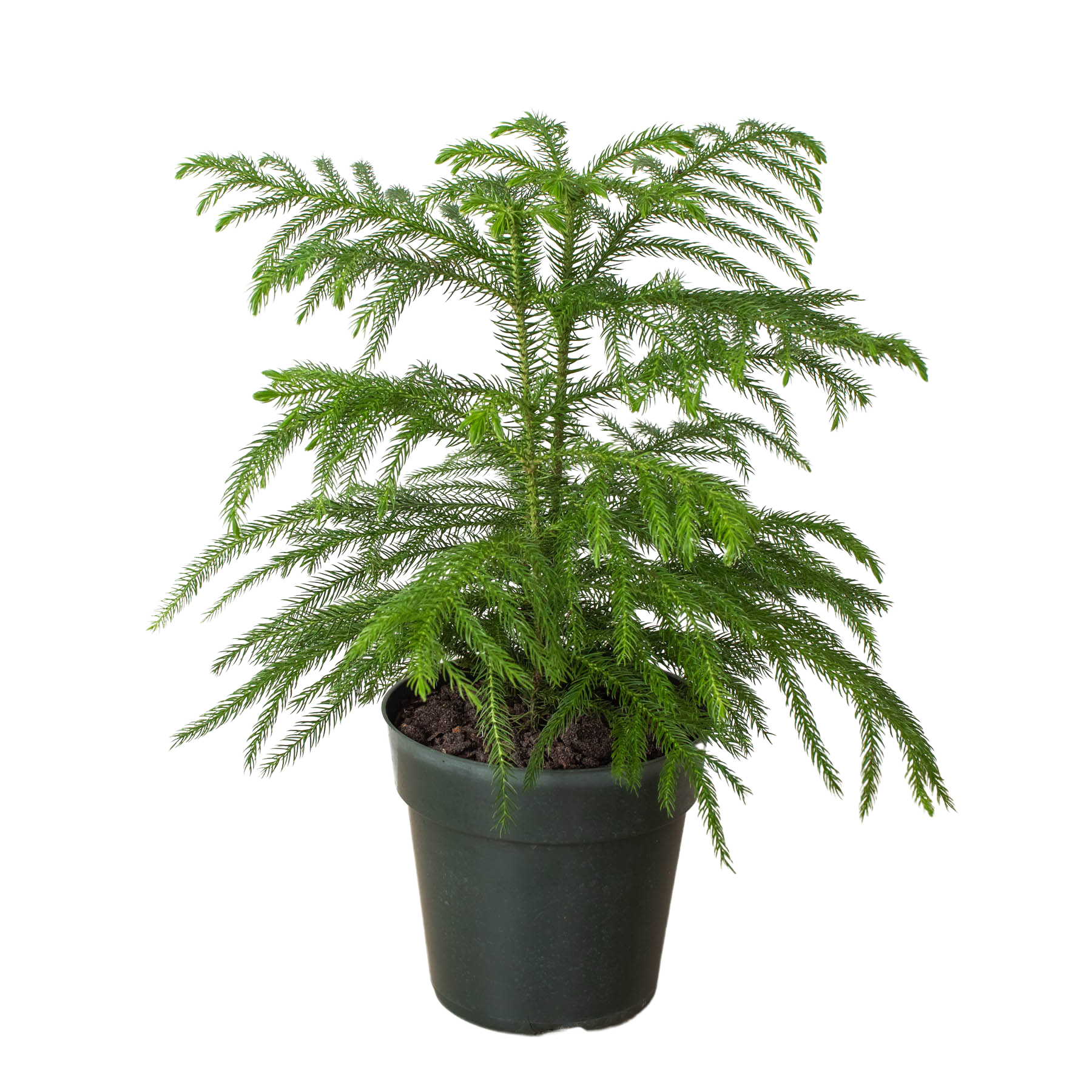 Norfolk 'Island Pine' potted plant