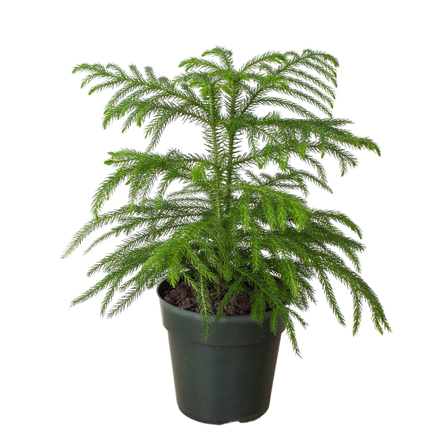 Norfolk 'Island Pine' potted plant