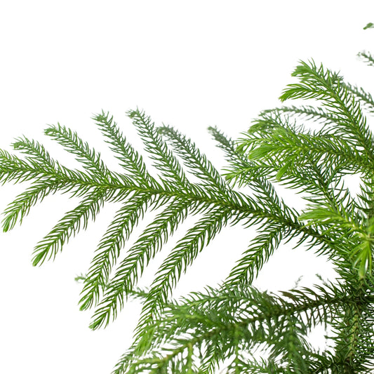 Norfolk 'Island Pine' potted plant