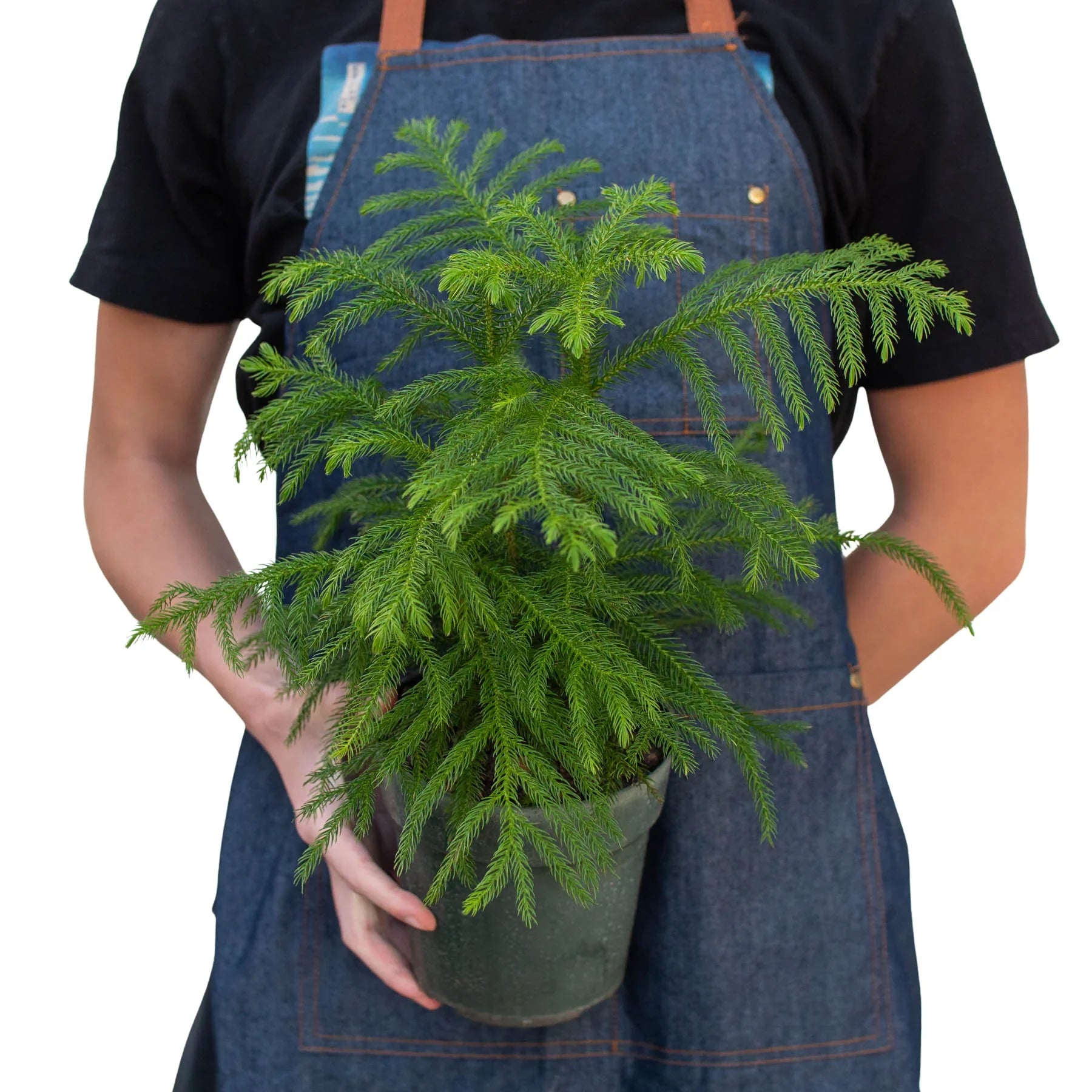 Norfolk 'Island Pine' potted plant