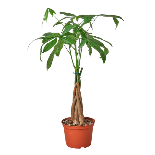 Money Tree 'Guiana Chestnut' Pachira Braid - 6" Pot - NURSERY POT ONLY