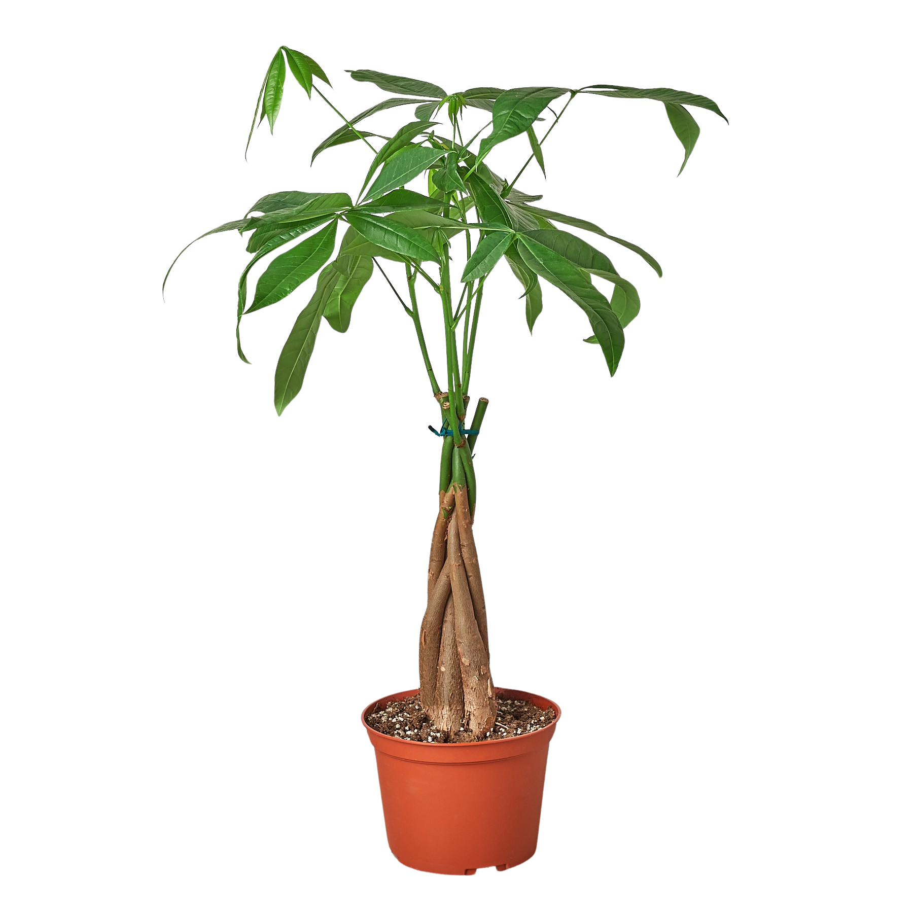 Money Tree 'Guiana Chestnut' Pachira Braid 6" potted plant