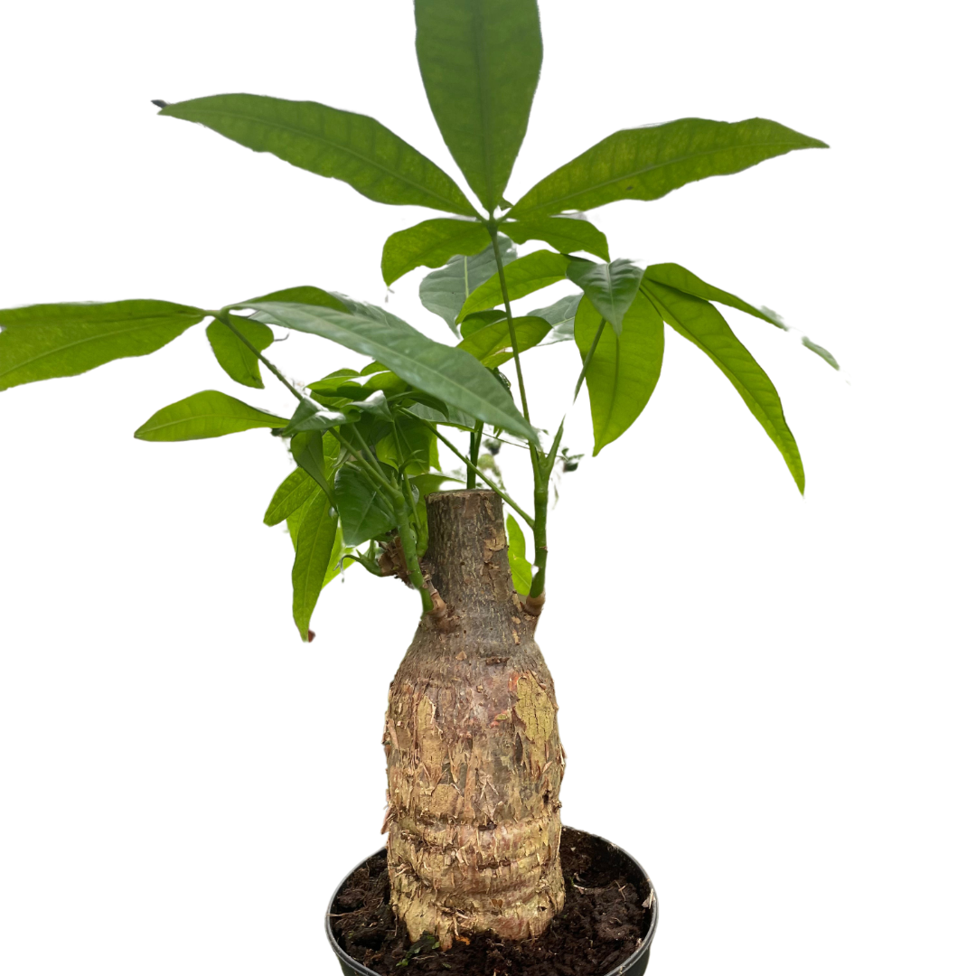 Money Tree 'Guiana Chestnut' Pachira Stump potted plant