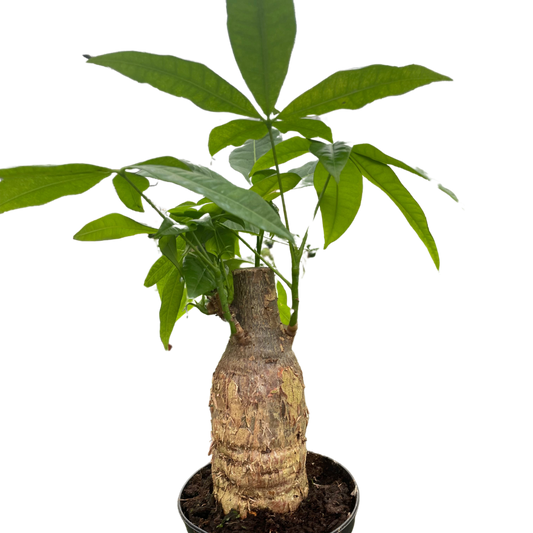 Money Tree 'Guiana Chestnut' Pachira Stump potted plant