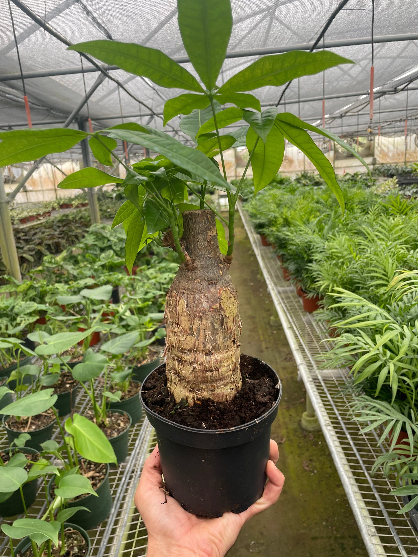 Money Tree 'Guiana Chestnut' Pachira Stump potted plant