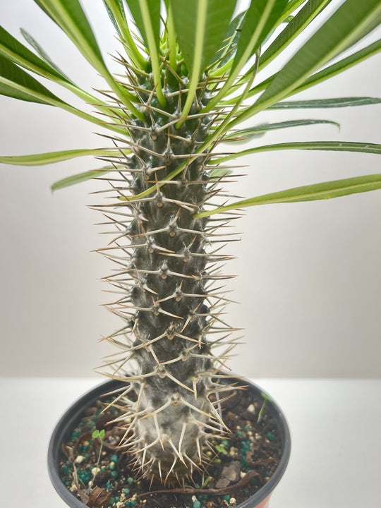 Pachypodium 'lamerei' (Madagascar Palm) potted plant