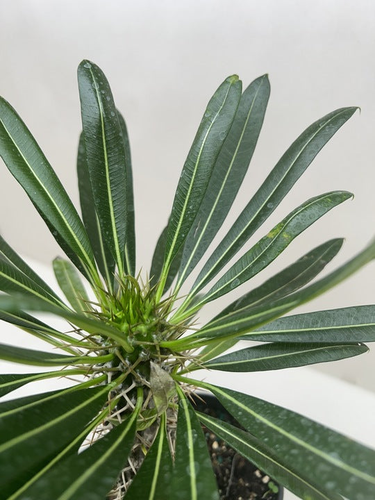 Pachypodium 'lamerei' (Madagascar Palm) potted plant