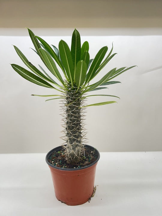 Pachypodium 'lamerei' (Madagascar Palm) potted plant