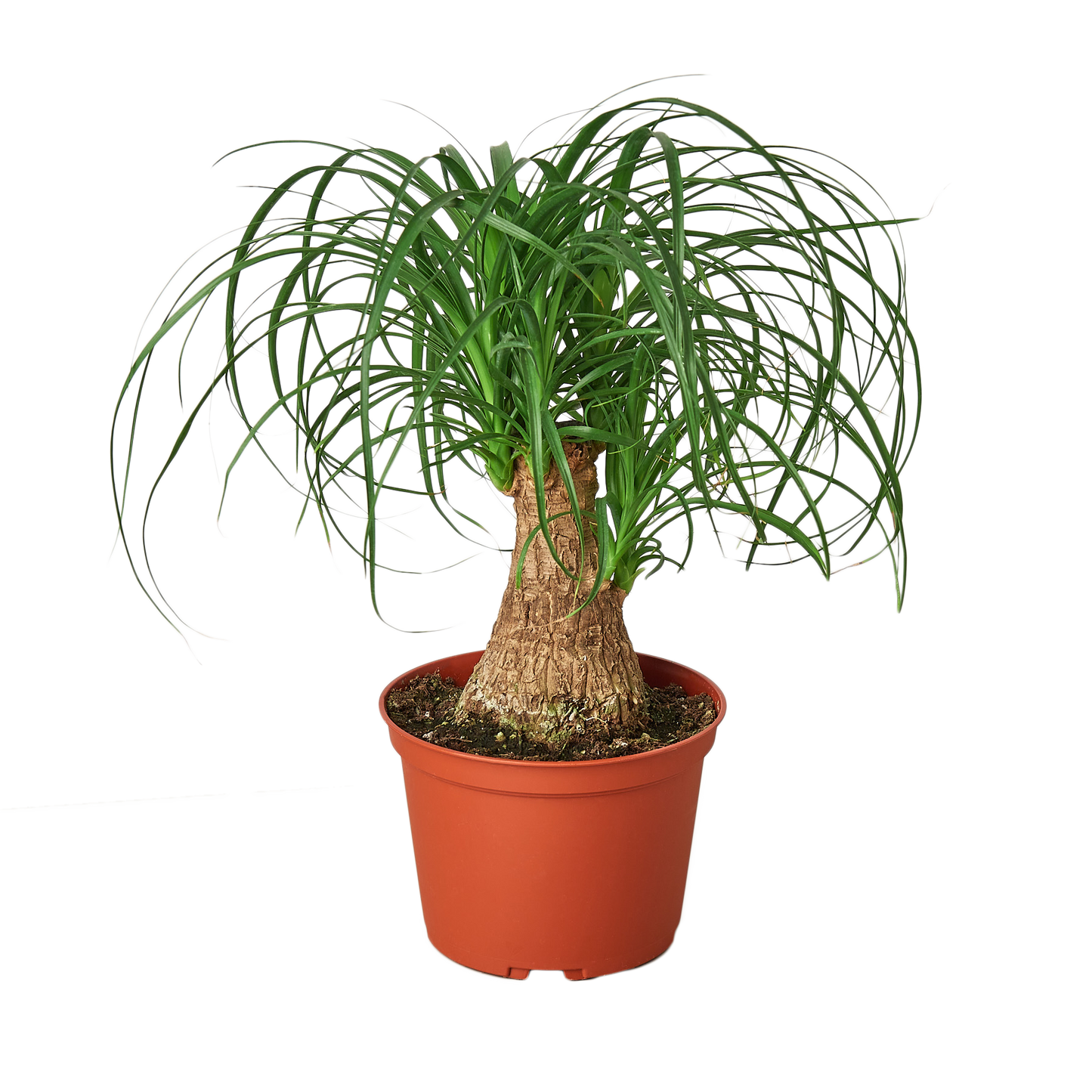 Palm Ponytail 6" potted plant