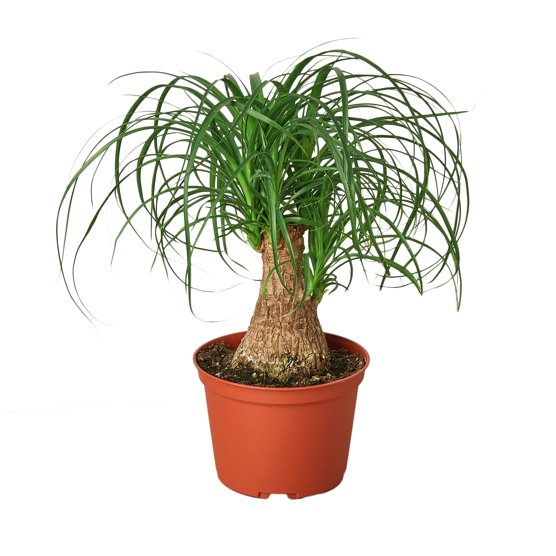Palm Ponytail 6" potted plant