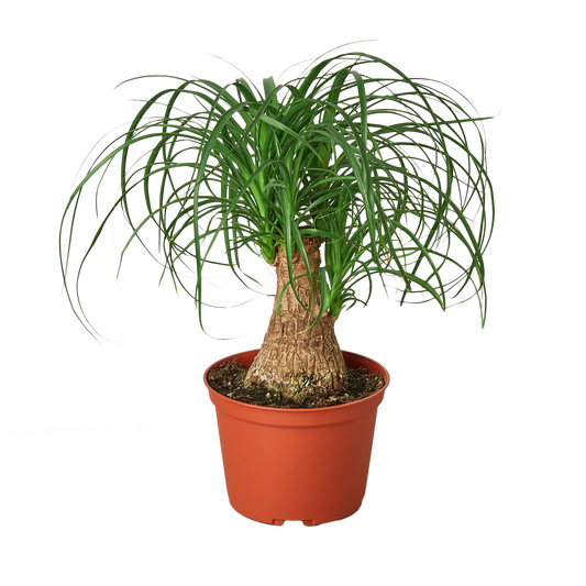 Palm Ponytail 6" potted plant