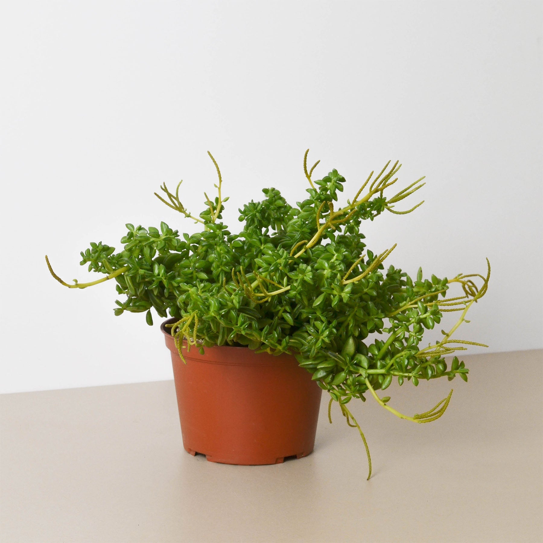 Peperomia 'Axillaris' potted plant