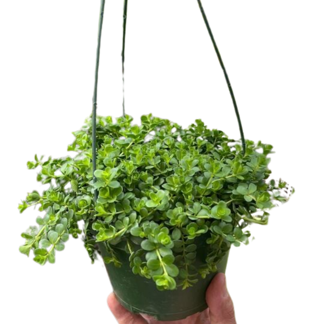 Peperomia Deppeana potted plant