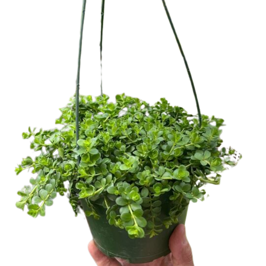 Peperomia Deppeana potted plant