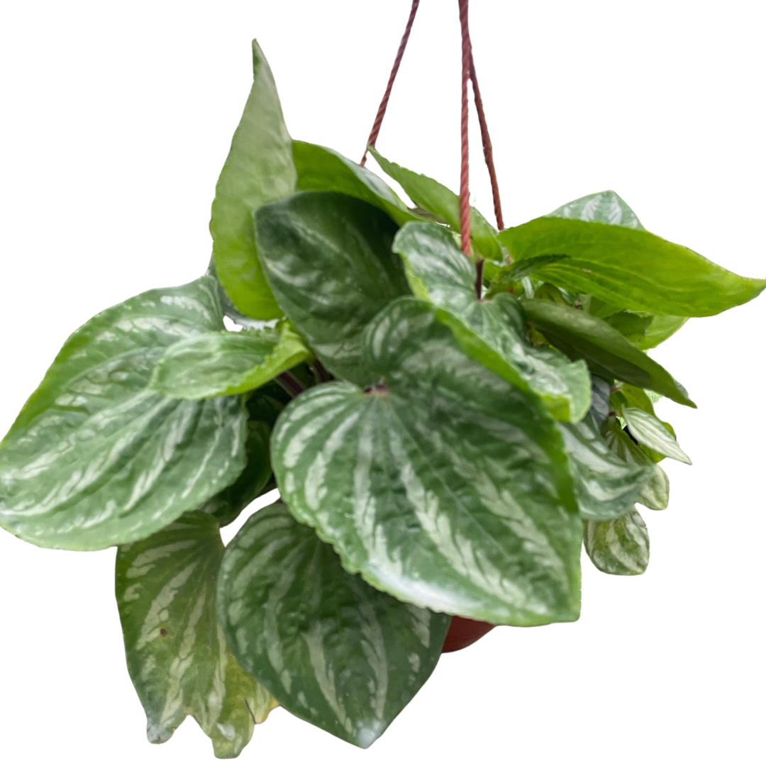 Peperomia Ecuador potted plant