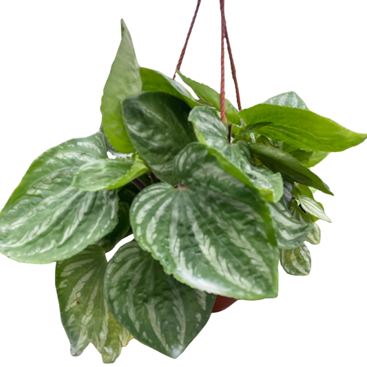 Peperomia Ecuador potted plant