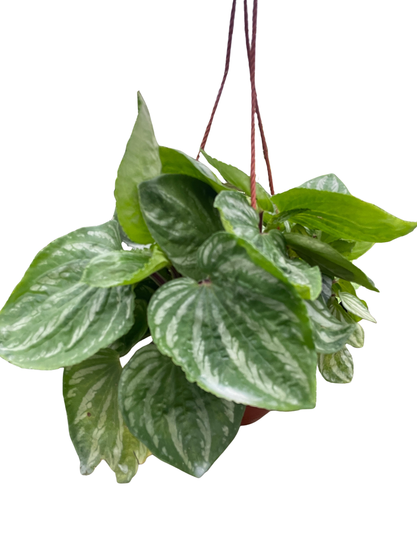 Peperomia Ecuador potted plant