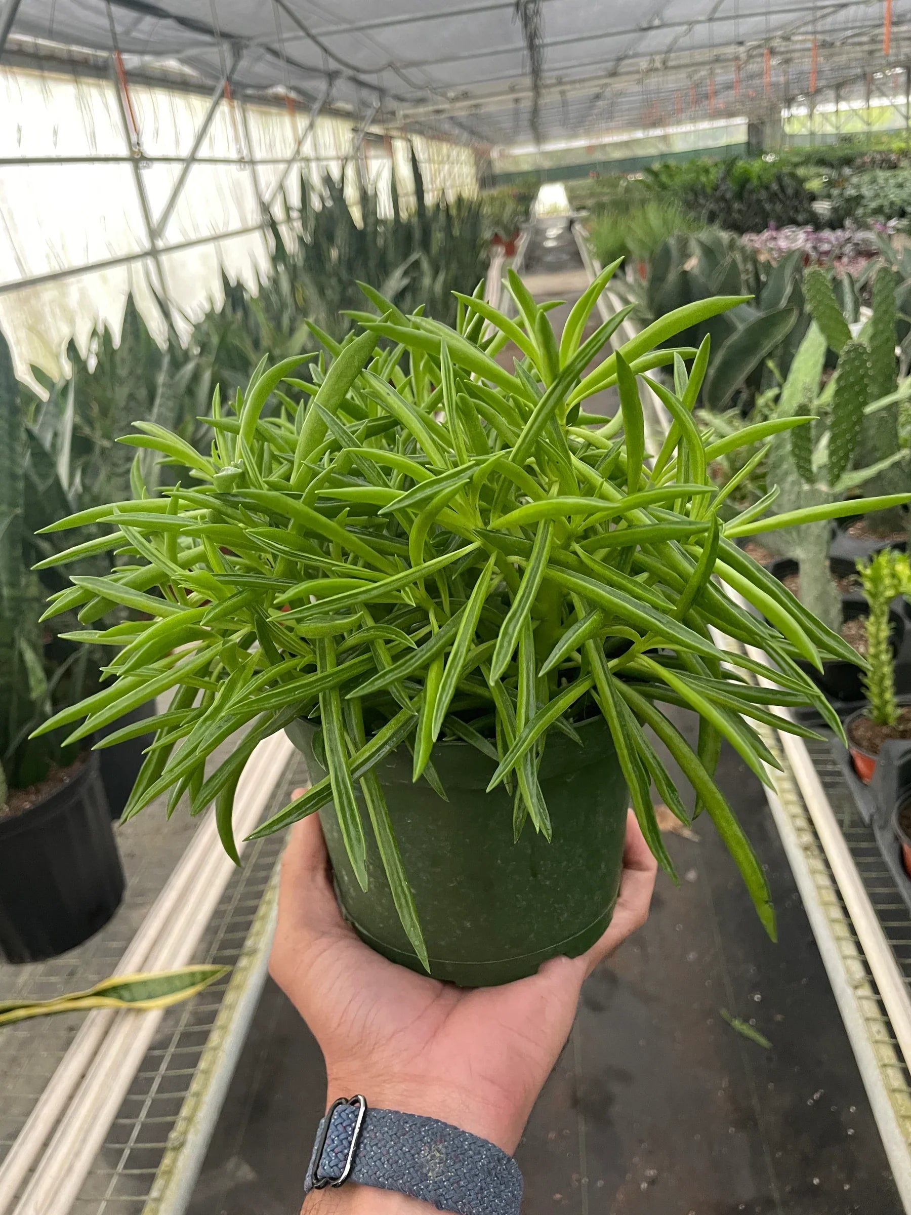 Peperomia 'Green Bean' potted plant