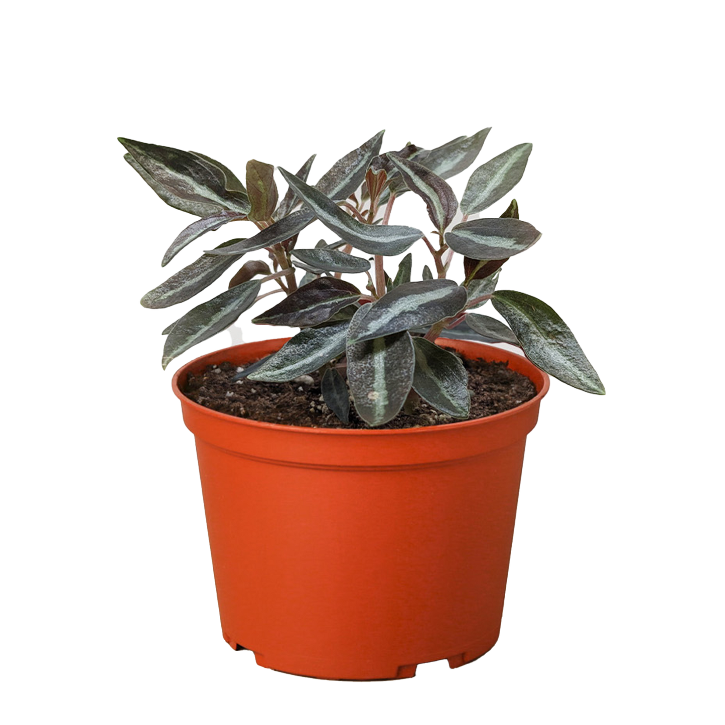 Peperomia 'Metallica' potted plant