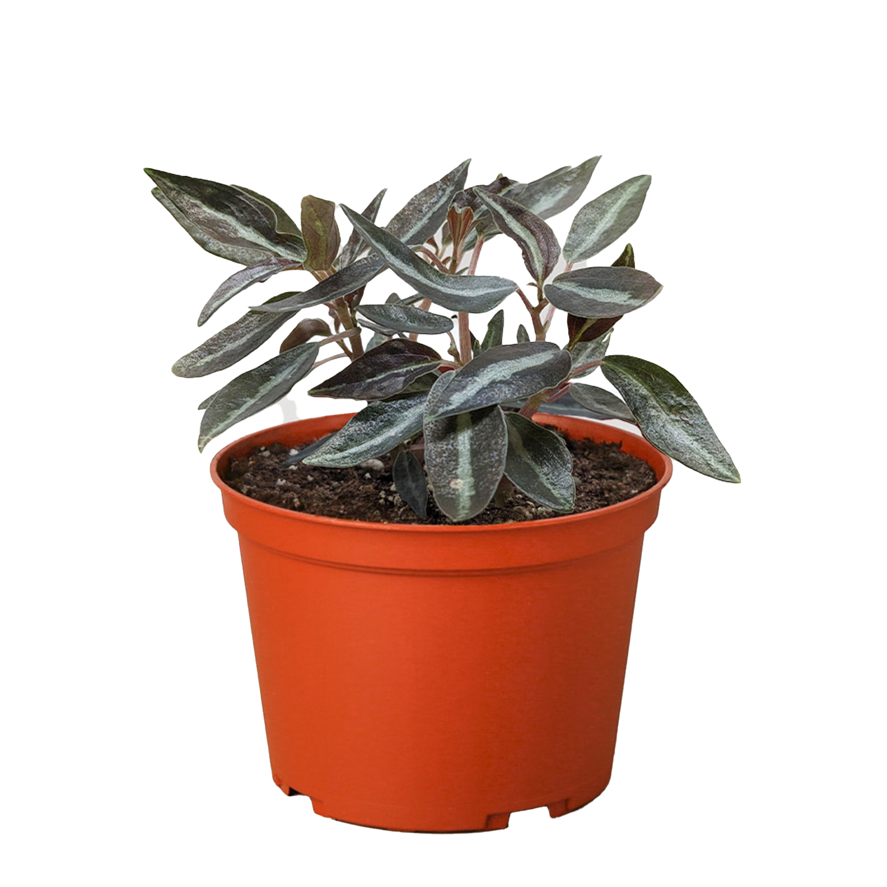 Peperomia 'Metallica' potted plant