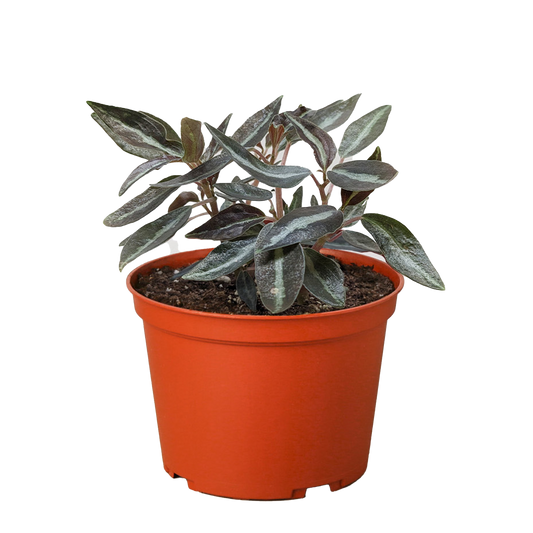 Peperomia 'Metallica' potted plant