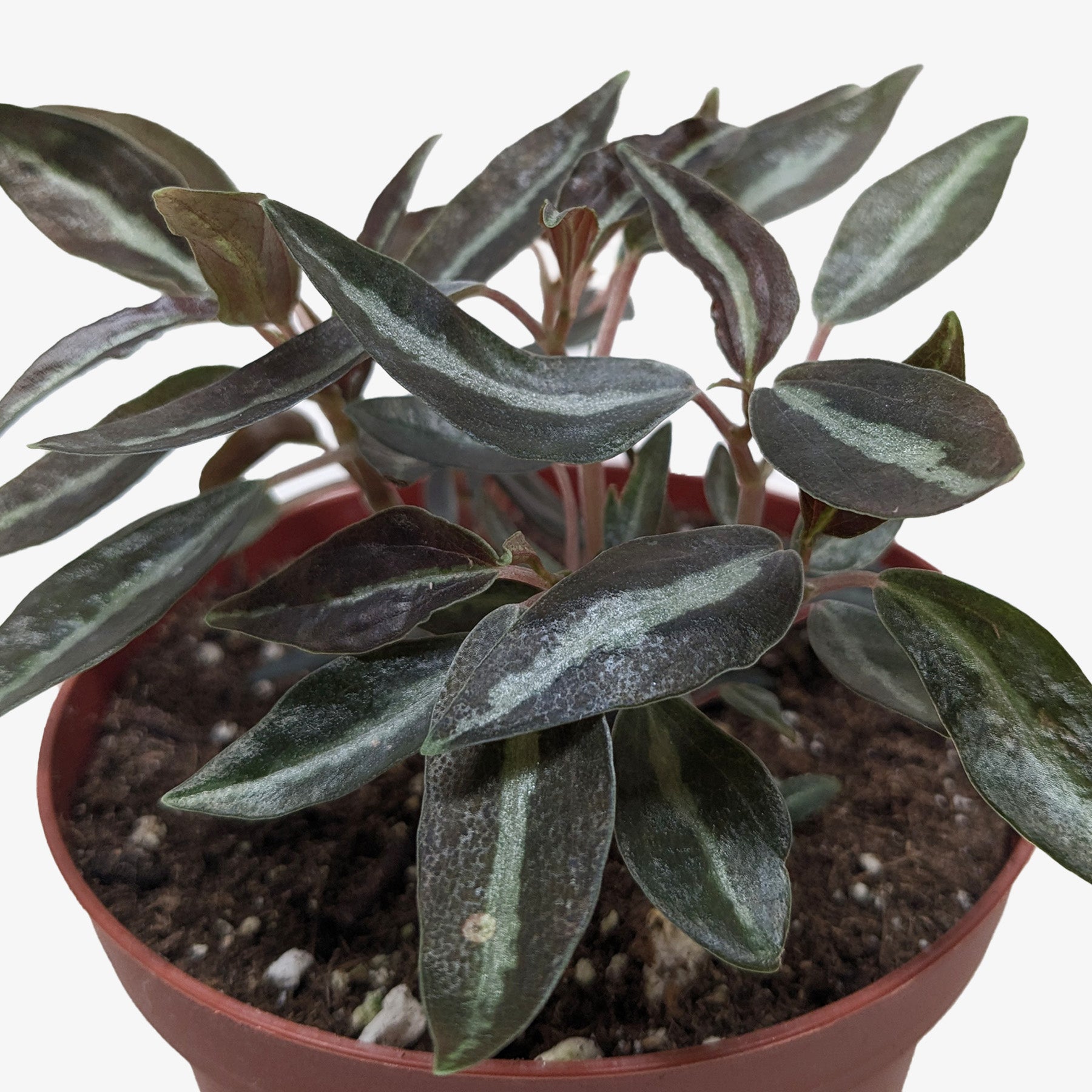 Peperomia 'Metallica' potted plant