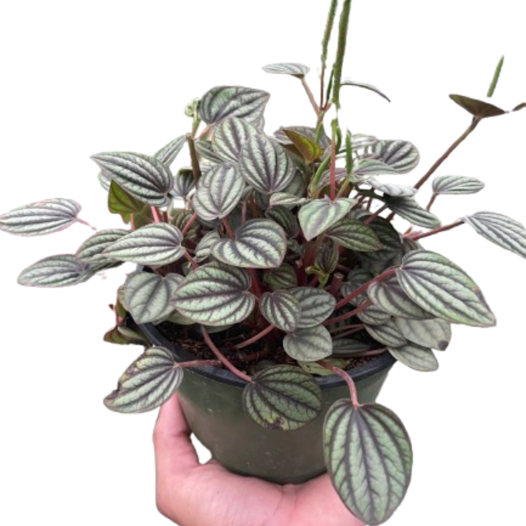 Peperomia 'Picollo Banda' potted plant