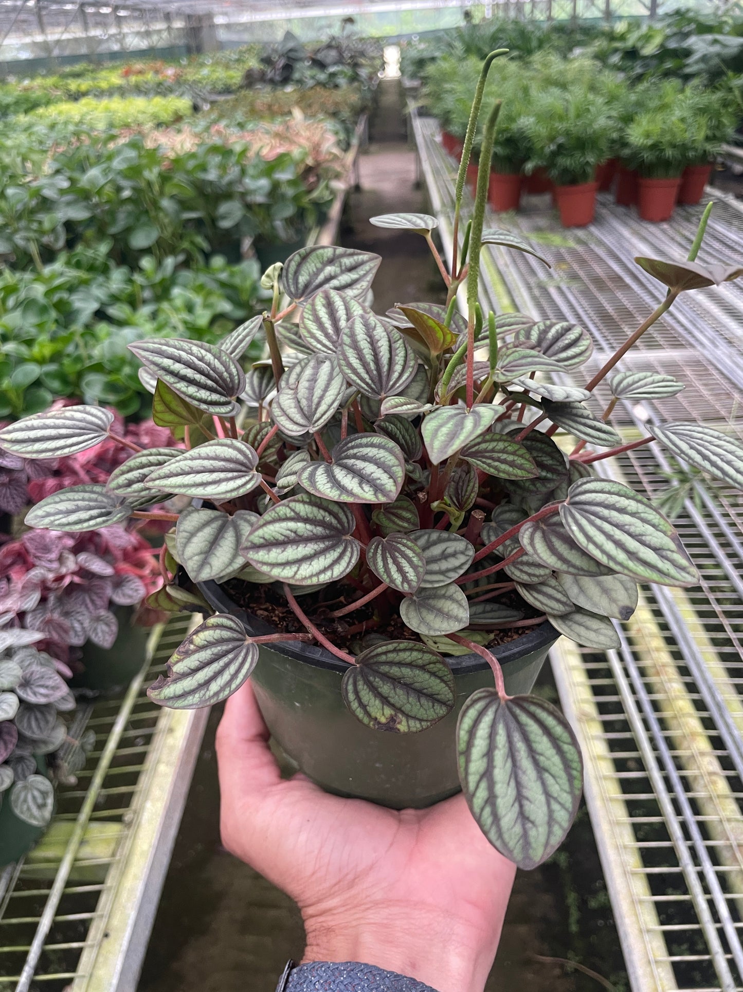 Peperomia 'Picollo Banda' potted plant