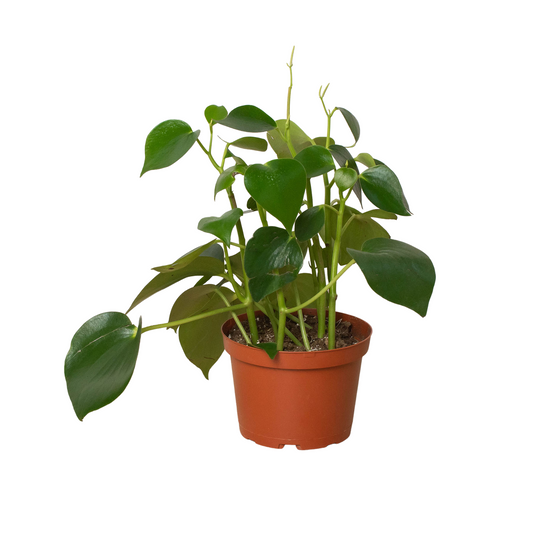 Peperomia 'Raindrop' potted plant