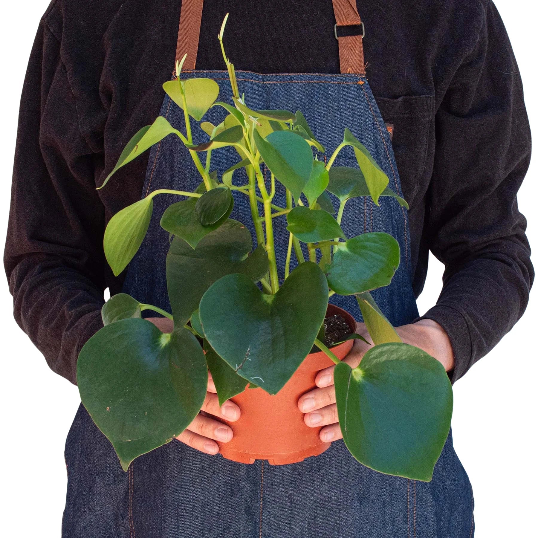 Peperomia 'Raindrop' potted plant