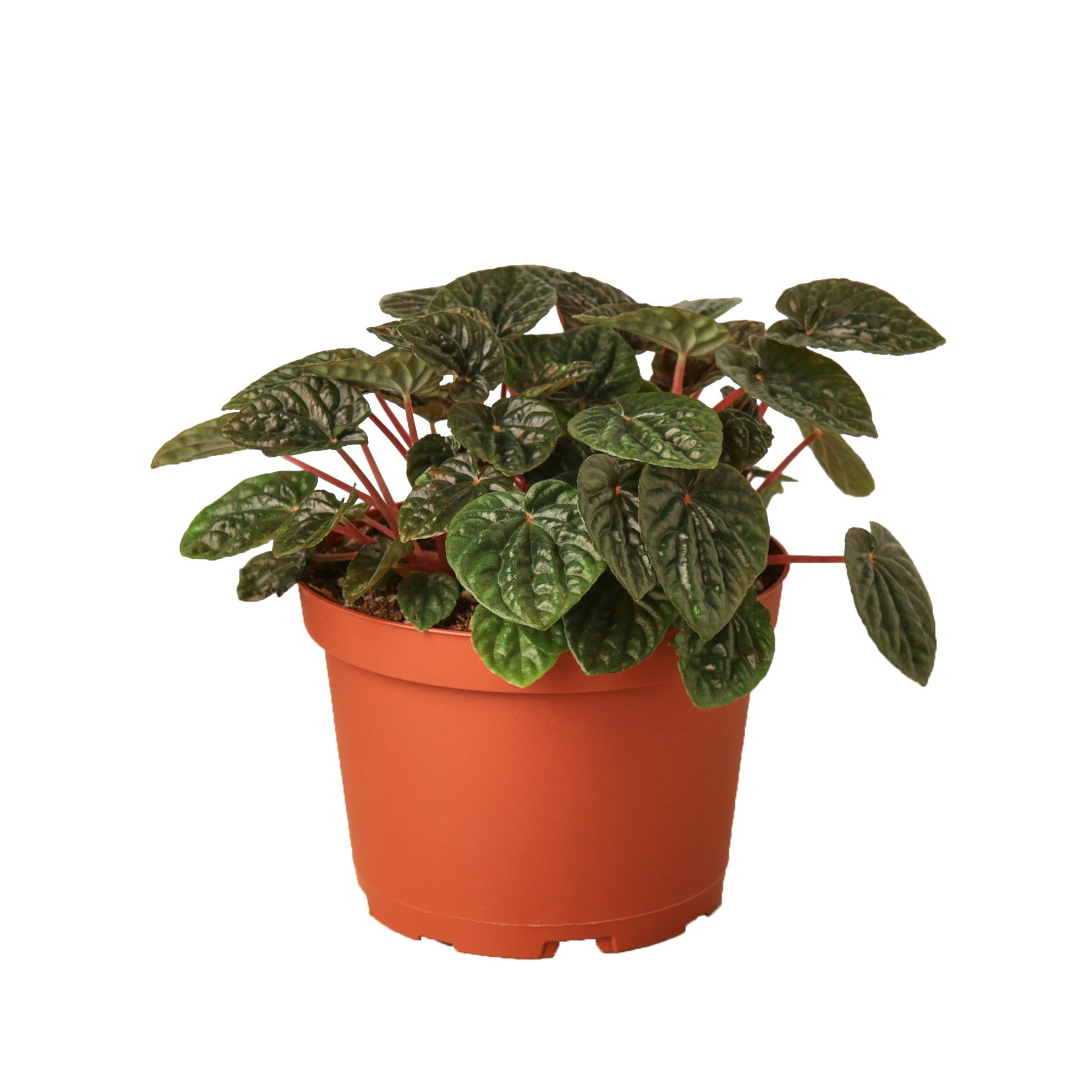 Peperomia 'Ripple Red' 6" potted plant
