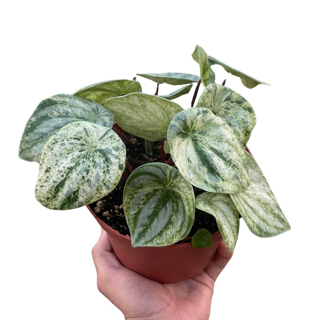 Peperomia 'Watermelon Variegated' potted plant