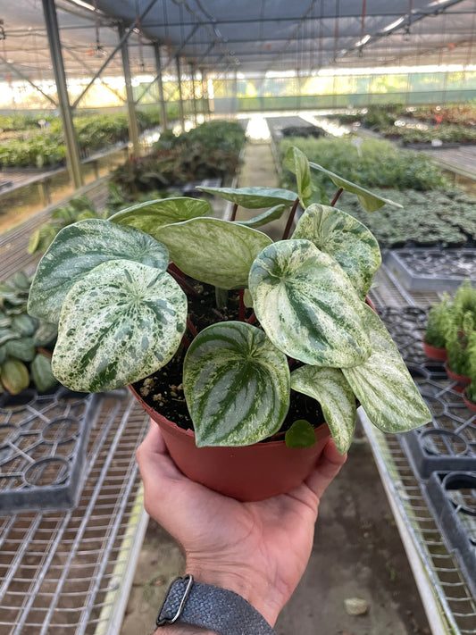 Peperomia 'Watermelon Variegated' potted plant
