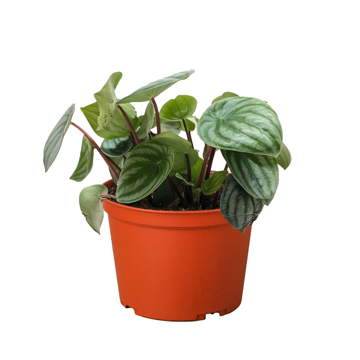 Peperomia Watermelon 4" potted plant
