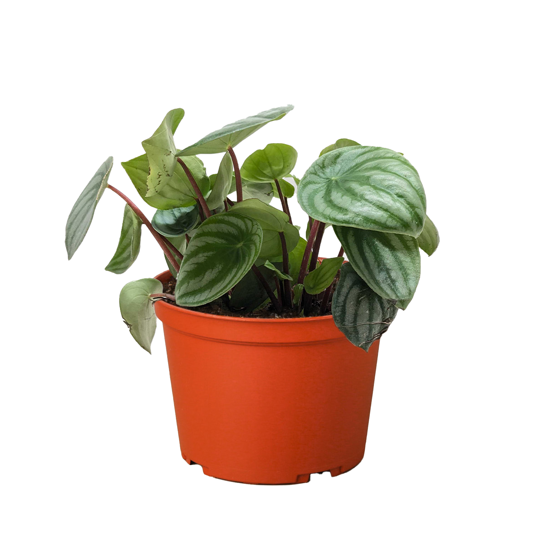 Peperomia Watermelon 4" potted plant