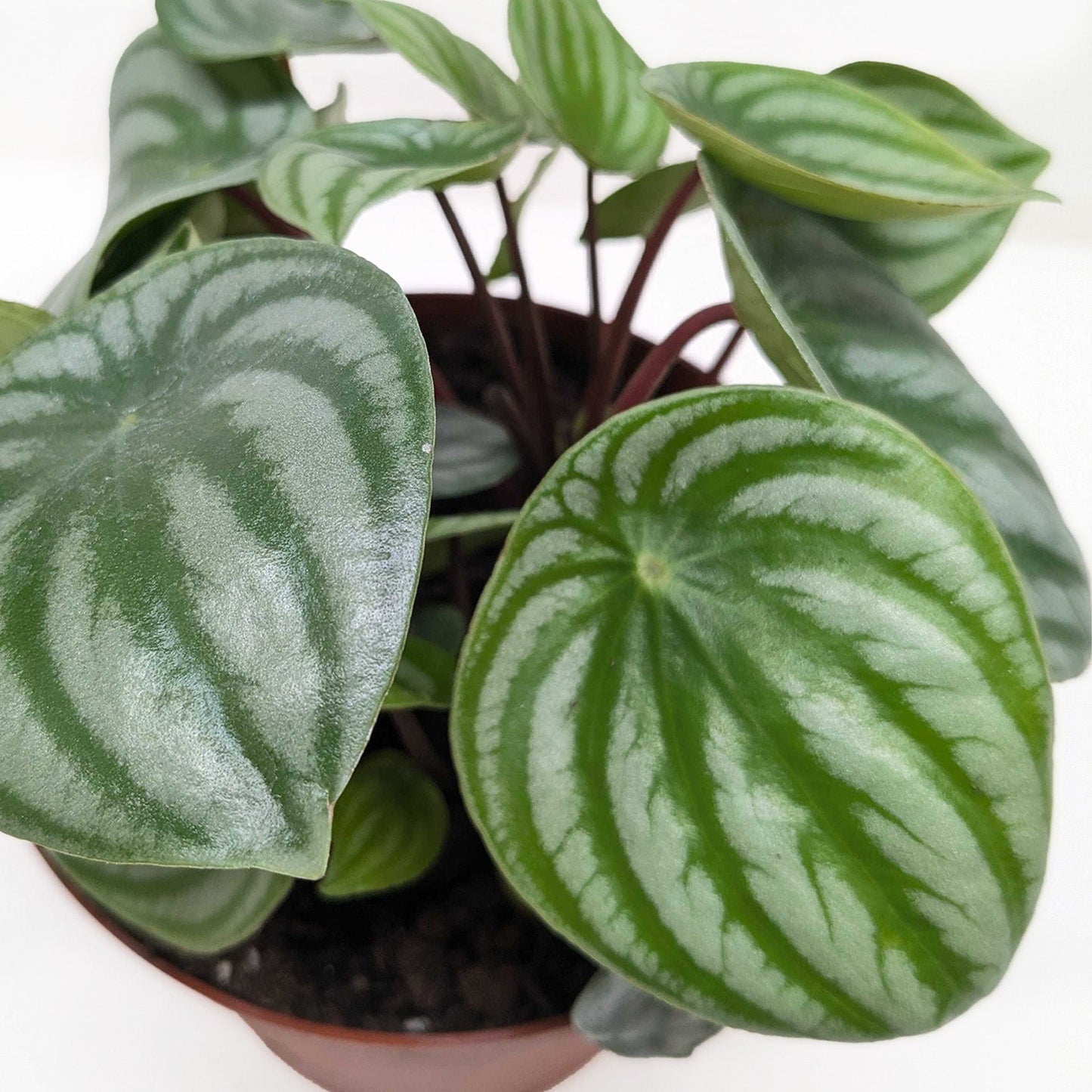 Peperomia Watermelon 4" potted plant