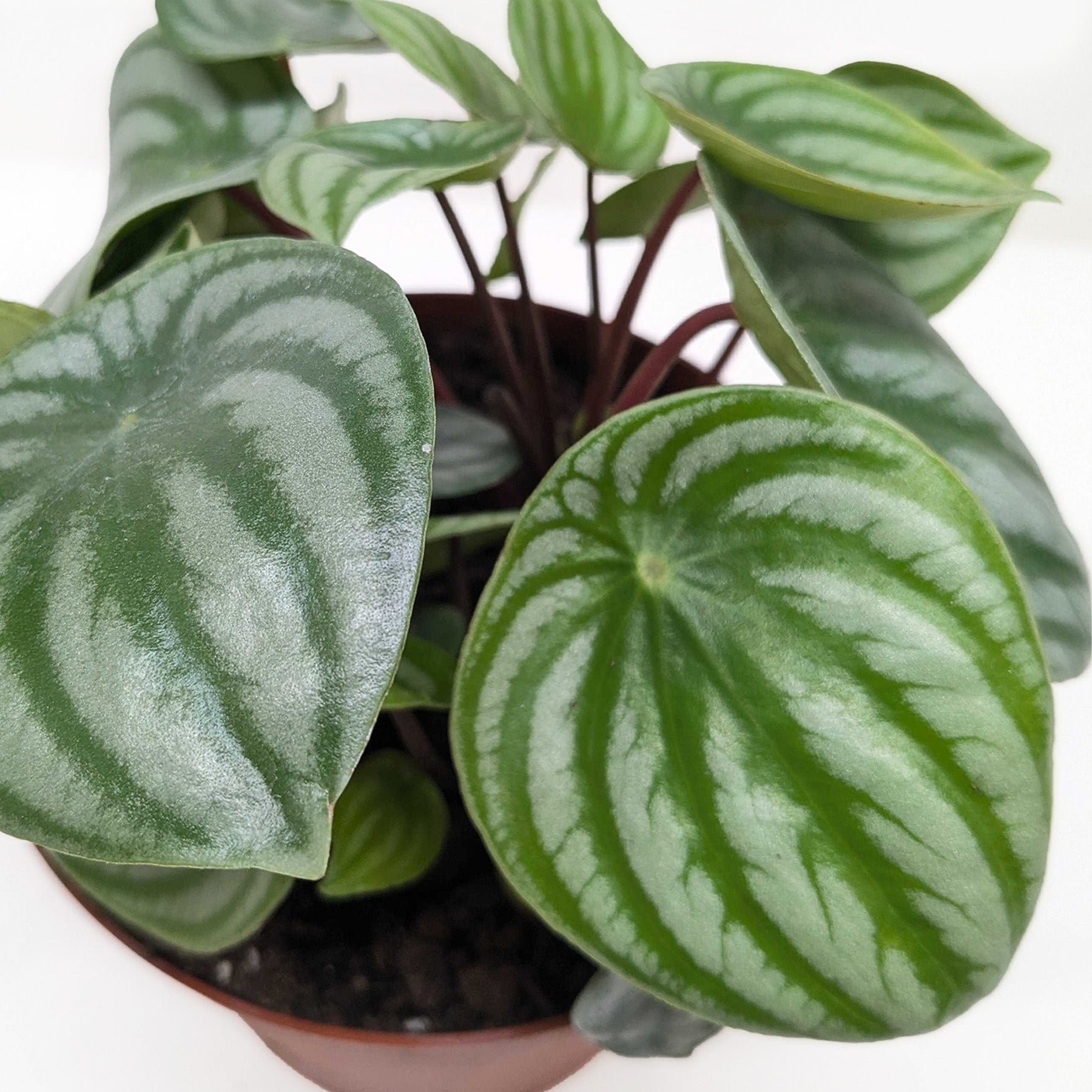 Peperomia Watermelon 4" potted plant
