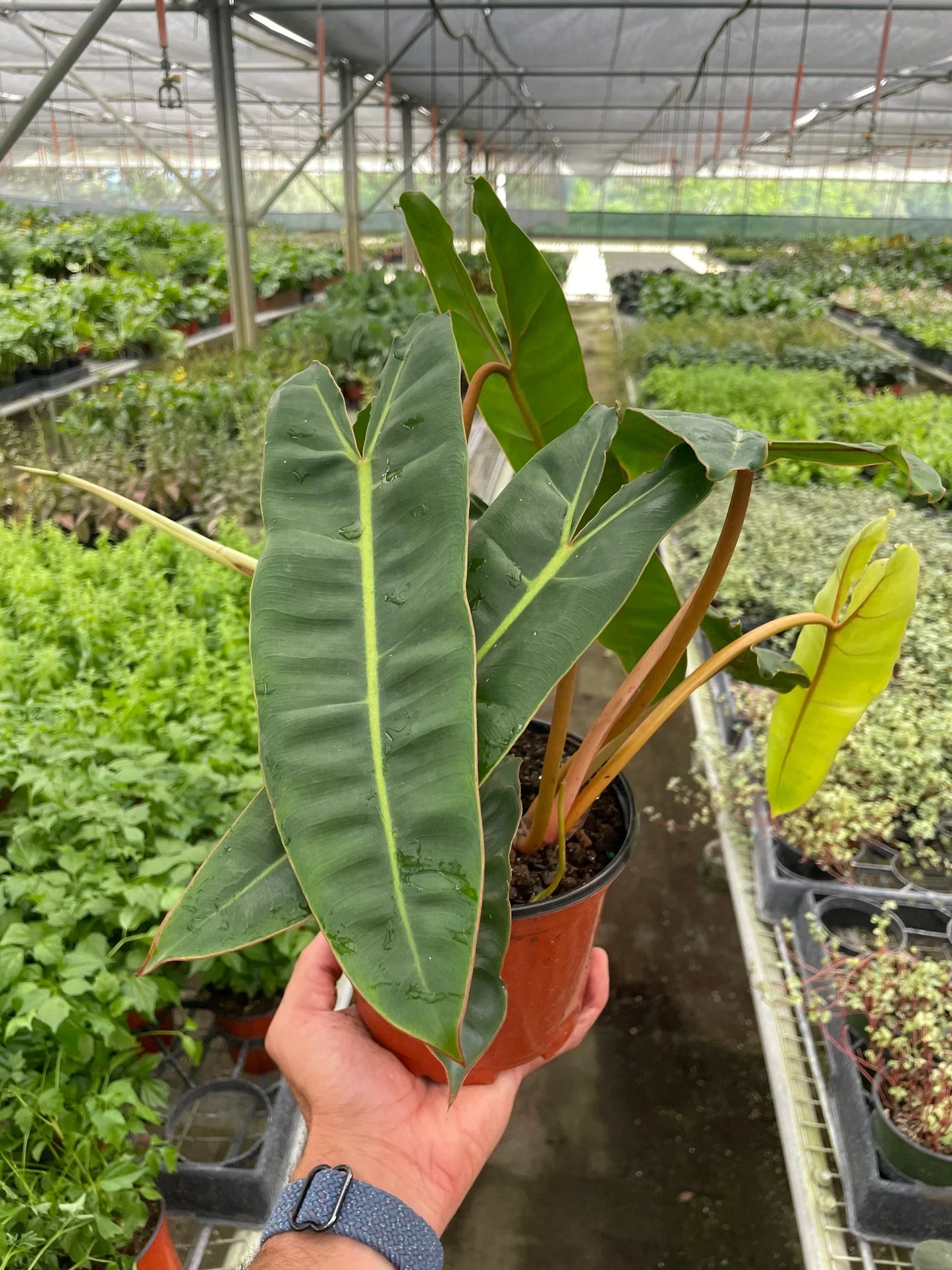 Philodendron 'Billietiae' potted plant