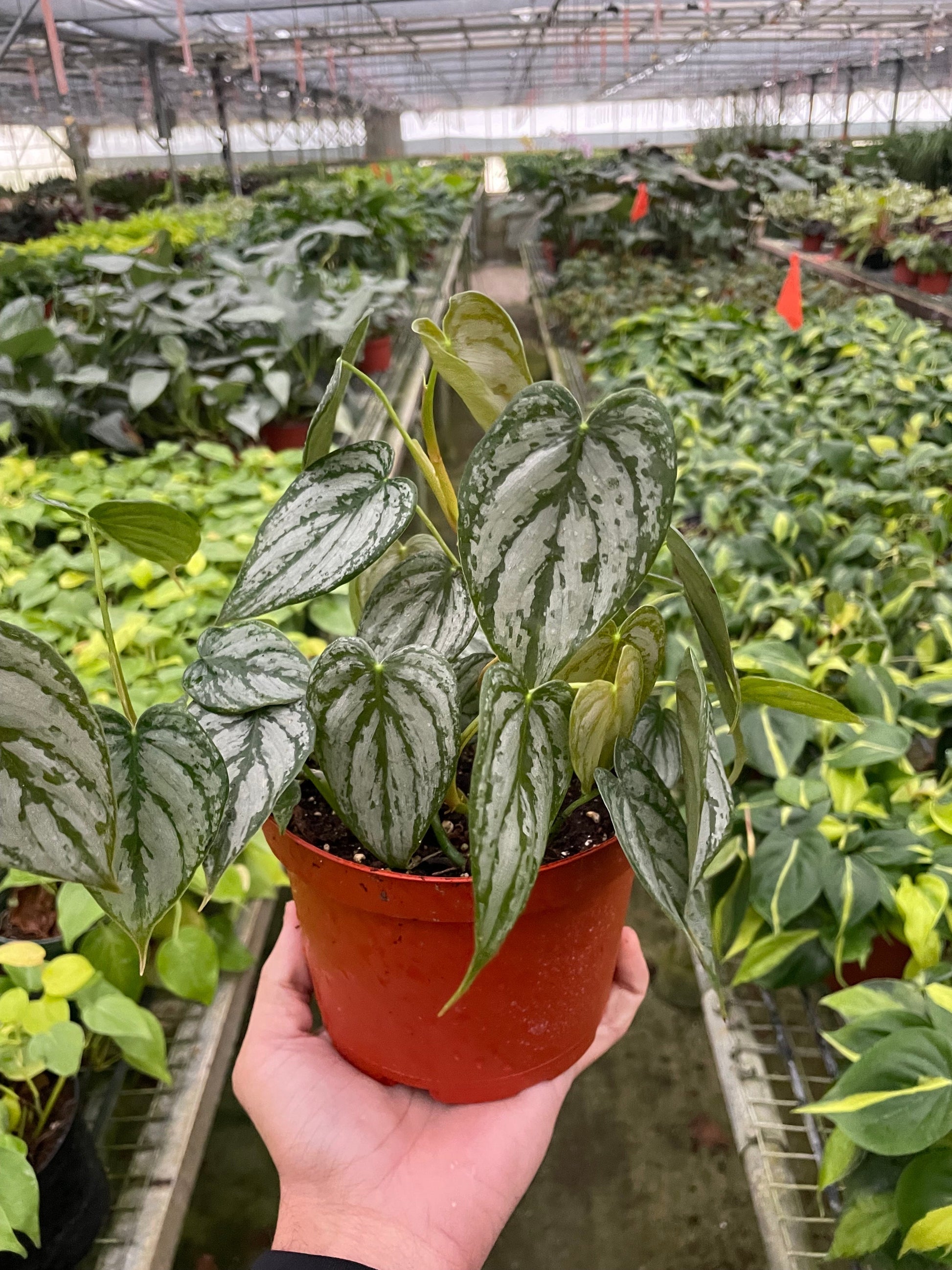 Philodendron 'Brandi' potted plant