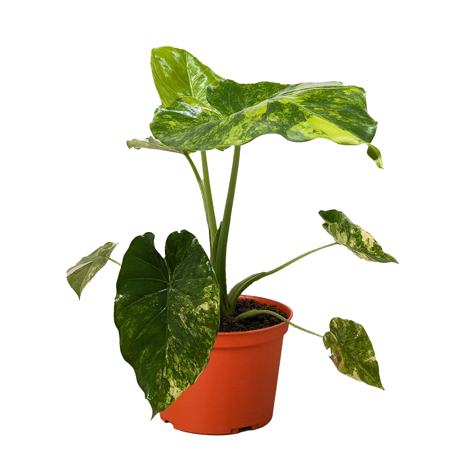 Philodendron Burle Marx Albo potted plant