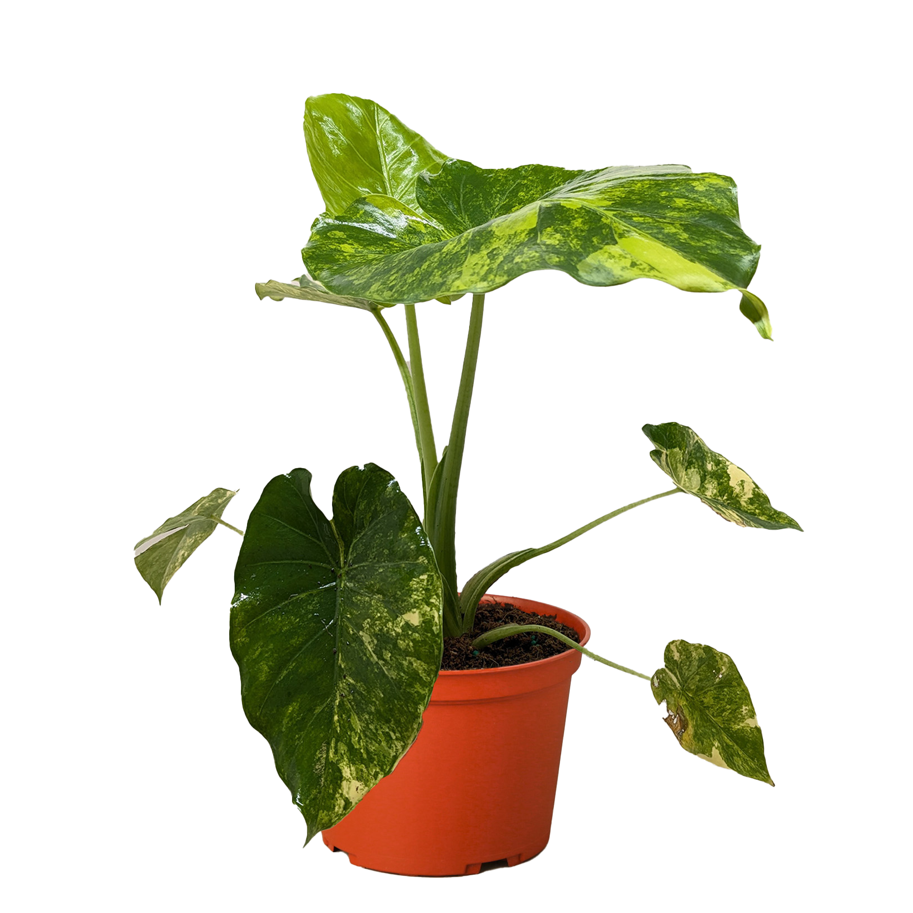 Philodendron Burle Marx Albo potted plant